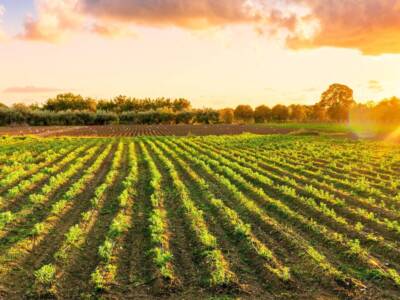 Campo agricolo